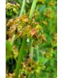 Curly Dock AKA Yellow Dock Seeds (Certified Organic)