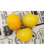 Tomato 'Golden King of Siberia' Seeds (Certified Organic)