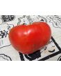 Tomato 'Sunset's Red Horizon' Seeds (Certified Organic)