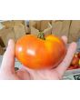 Tomato 'Siletz' Seeds (Certified Organic)