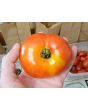 Tomato 'Siletz' Seeds (Certified Organic)