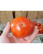 Tomato 'Siletz' Seeds (Certified Organic)