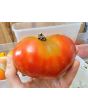 Tomato 'Buckbee's New 50 Day' Seeds (Certified Organic)