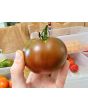 Tomato 'Brazilian Beauty' Seeds (Certified Organic)