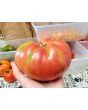 Tomato 'Mrs. Maxwell's Big Italian' Seeds (Certified Organic)