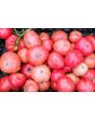 Tomato 'Russian Rose' Seeds (Certified Organic)