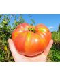 Tomato 'Mrs. Maxwell's Big Italian' Seeds (Certified Organic)