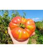 Tomato 'Mrs. Maxwell's Big Italian' Seeds (Certified Organic)