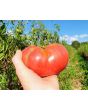 Tomato 'Mrs. Maxwell's Big Italian' Seeds (Certified Organic)