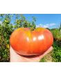 Tomato 'Mrs. Maxwell's Big Italian' Seeds (Certified Organic)