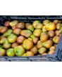 Tomato 'Bedouin' Seeds (Certified Organic)