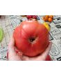 Tomato 'Yellow Flesh Red Interior" (Red Variant) Seeds (Certified Organic)
