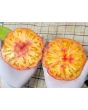 Tomato 'Yellow Flesh Red Interior" (Red Variant) Seeds (Certified Organic)