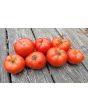 Tomato 'Cosmonaut Volkov' Seeds (Certified Organic)