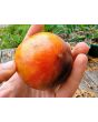 Tomato 'Queen of The Night' Seeds (Certified Organic)