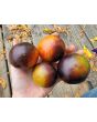 Tomato 'Queen of The Night' Seeds (Certified Organic)