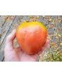 Tomato 'Gemini' Seeds (Certified Organic)