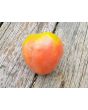 Tomato 'Gemini' Seeds (Certified Organic)