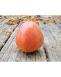 Tomato 'Gemini' Seeds (Certified Organic)