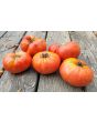Tomato 'Guido' Seeds (Certified Organic)