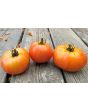 Tomato 'Tondo Liscio' Seeds (Certified Organic)