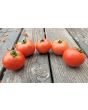 Tomato 'Illini Star' Seeds (Certified Organic)