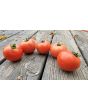 Tomato 'Illini Star' Seeds (Certified Organic)