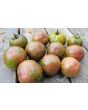 Tomato 'Kozula 24' Seeds (Certified Organic)