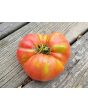 Tomato 'Mrs. Maxwell's Big Italian' Seeds (Certified Organic)