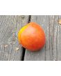 Tomato 'Buffalo Heart' Seeds (Certified Organic)