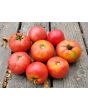 Tomato 'June Pink' AKA 'Pink Earliana' Seeds (Certified Organic)