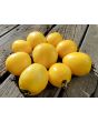 Tomato 'New Moon' Seeds (Certified Organic)