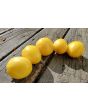 Tomato 'New Moon' Seeds (Certified Organic)