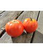 Tomato 'Burgess Mammoth Wonder' Seeds (Certified Organic)