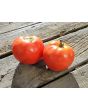 Tomato 'Burgess Mammoth Wonder' Seeds (Certified Organic)