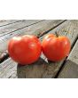 Tomato 'Burgess Mammoth Wonder' Seeds (Certified Organic)