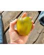 Tomato 'Chile Verde' Seeds (Certified Organic)