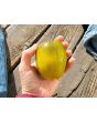 Tomato 'Chile Verde' Seeds (Certified Organic)
