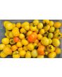 Tomato 'Poma Amoris Minora Lutea' Seeds (Certified Organic)