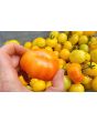 Tomato 'Poma Amoris Minora Lutea' Seeds (Certified Organic)