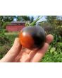 Tomato 'Indigo Blue Chocolate' Seeds (Certified Organic)