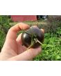 Tomato 'Indigo Blue Chocolate' Seeds (Certified Organic)