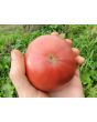 Tomato 'German Black' Seeds (Certified Organic)