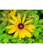 Black-Eyed Susan 'Autumn Colors' and 'Indian Summer' Mix 