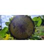 Sunflower 'Black Oil' Seeds (Certified Organic)