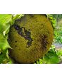 Sunflower 'Black Oil' Seeds (Certified Organic)