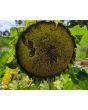 Sunflower 'Black Oil' Seeds (Certified Organic)