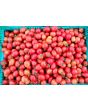 Tomato 'Crovarese Grape' Seeds (Certified Organic)
