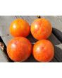 Tomato 'Aviuri' Seeds (Certified Organic)