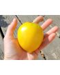 Tomato 'Golden King of Siberia' Seeds (Certified Organic)